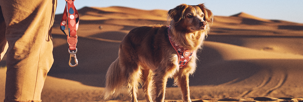 Zee.Dog Dog Leash (Same)