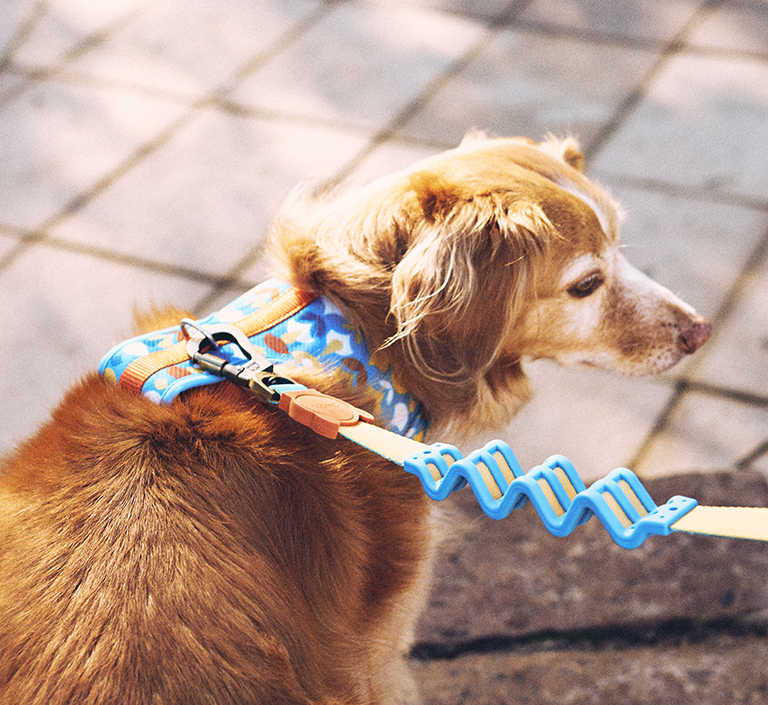 Zee.Dog Dog Leash (Yansun) XS