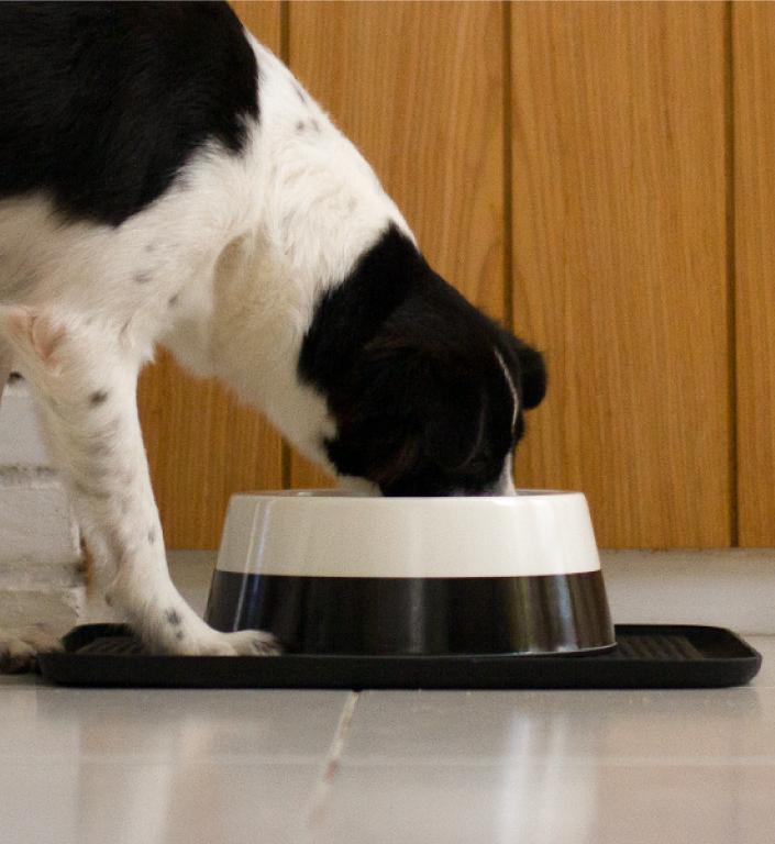 Zee.Dog Dog Bowl (Black)