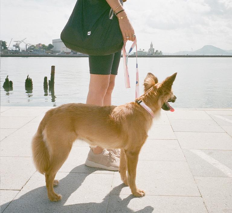 Zee.Dog Dog Leash (Columbia)