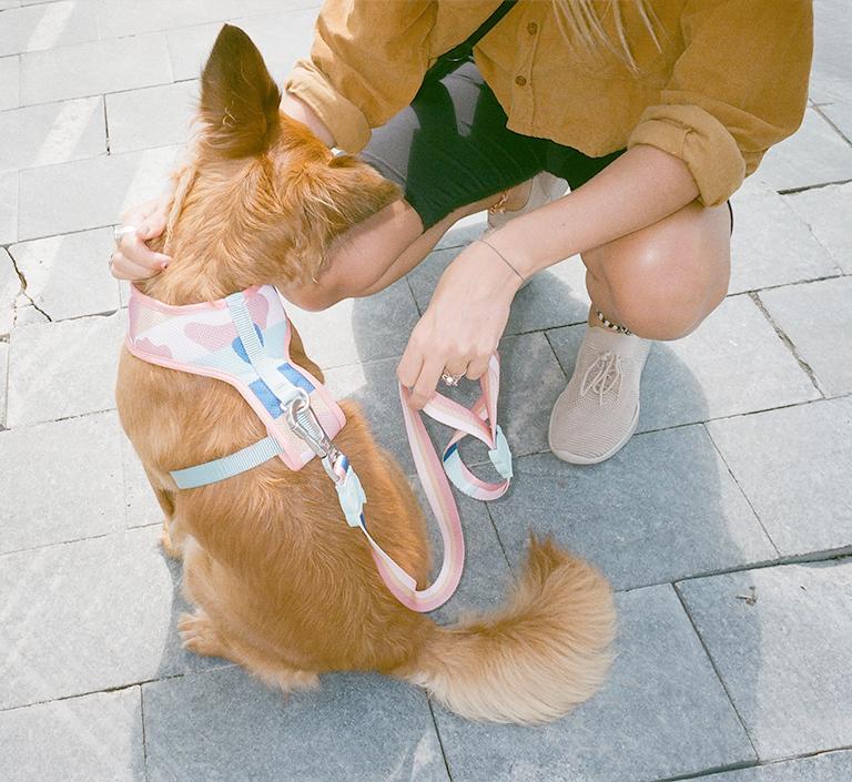 Zee.Dog Dog Leash (Columbia)