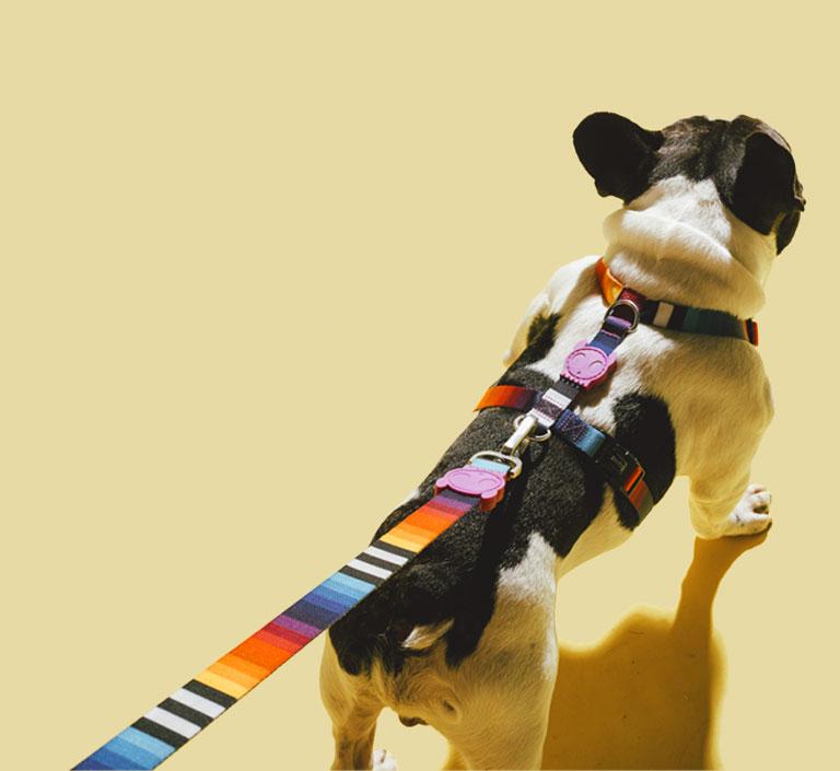 Zee.Dog Dog Leash (Prisma) XS