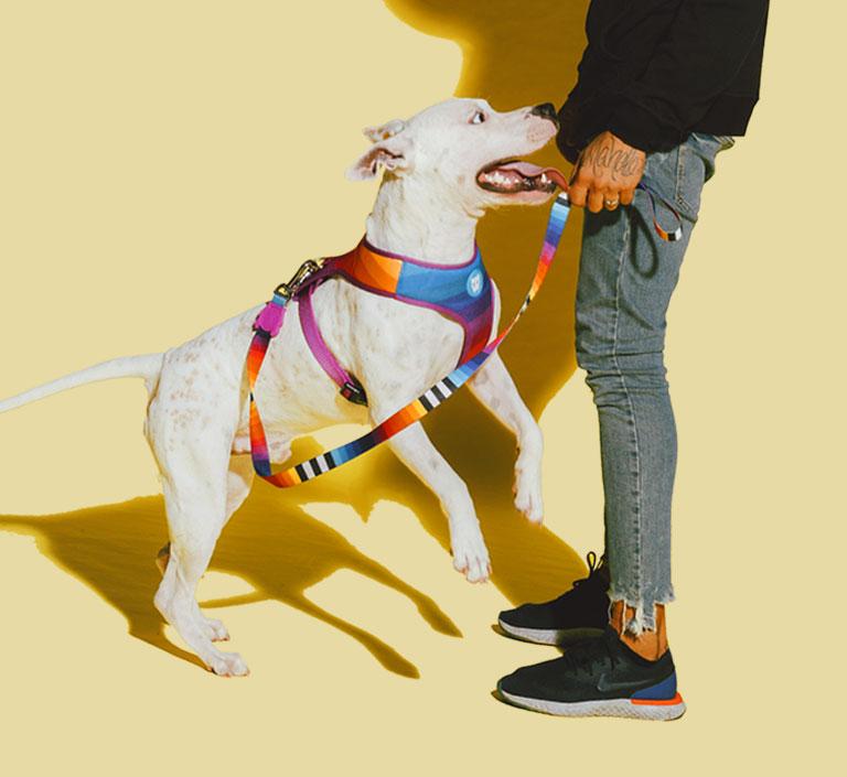 Zee.Dog Dog Leash (Prisma) XS