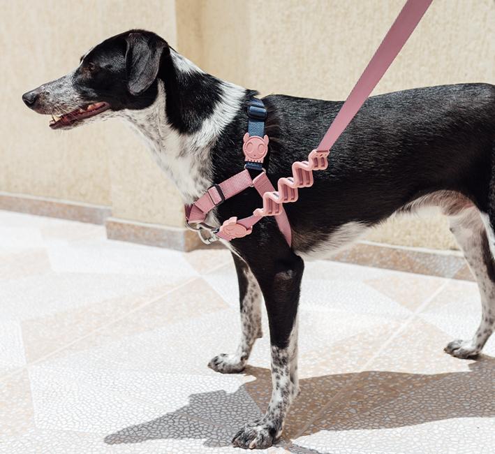 Zee.Dog Ruff Shock Absorbent Dog Leash (Folk)