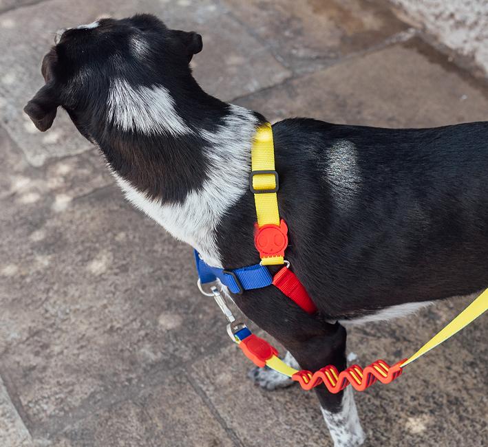 Zee.Dog Ruff Shock Absorbent Dog Leash (Puzzle)